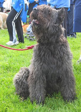 Bouvier Des Flandres