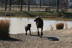 local dog parks