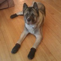 non slip dog booties hardwood floors