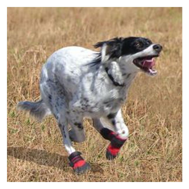 walking boots for dogs