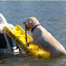 Dog Boat Ladder