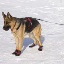 Skijoring Harness