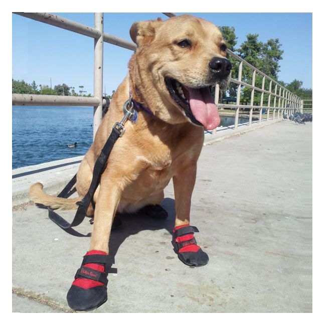 Dog Water Shoes