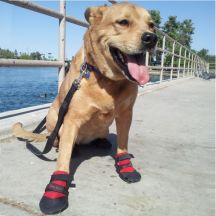 Dog boat shoes outlet