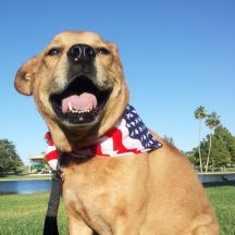 Freedom Flag Dog Bandana