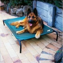 Elevated Dog Beds