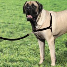 Large Dog Harness