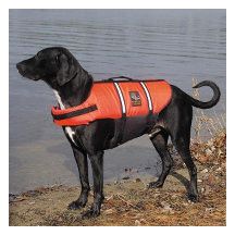 Dog Water Safety