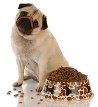 pug and dry food