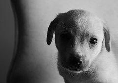 puppy black and white photo