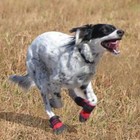 how do you teach a dog to wear shoes