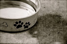 Stainless steel pet bowls