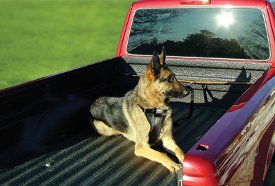 dogs riding in back of truck
