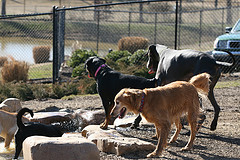 unleashed dog park