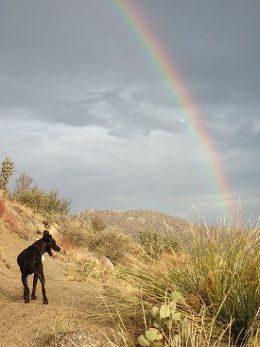 what colors dogs see