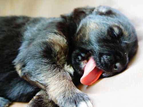 Sleeping dog licking you