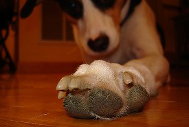 Why does my dog chew his paws?