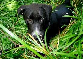 Why Does My Dog Eat Grass?