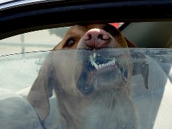 windows nose art